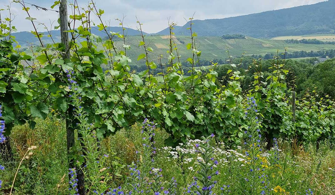 Nachhaltigkeit im Weinbau – ökologischer Lebensraum Weinberg