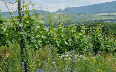 Nachhaltigkeit im Weinbau – ökologischer Lebensraum Weinberg